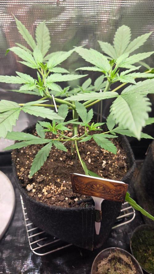 Malibu OG Gold. Week 3