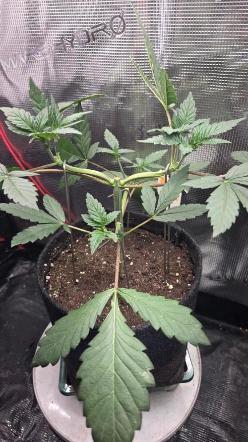 Tropicanna Poison F1 Fast Version. Week 3