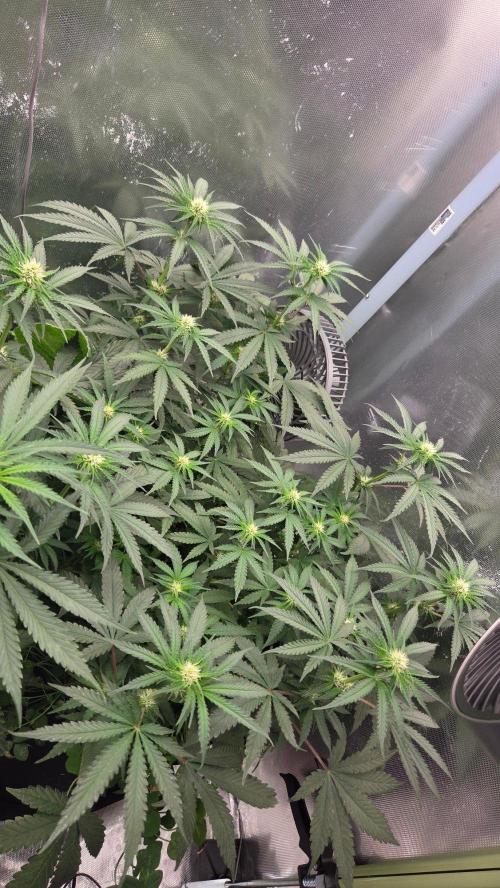 BubbleBananaGum. Week 7
