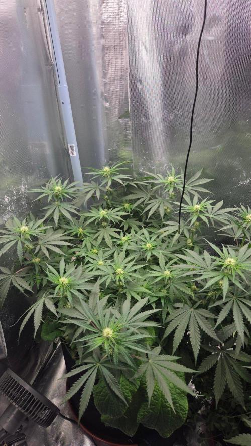 Afghan Noir . Week 7