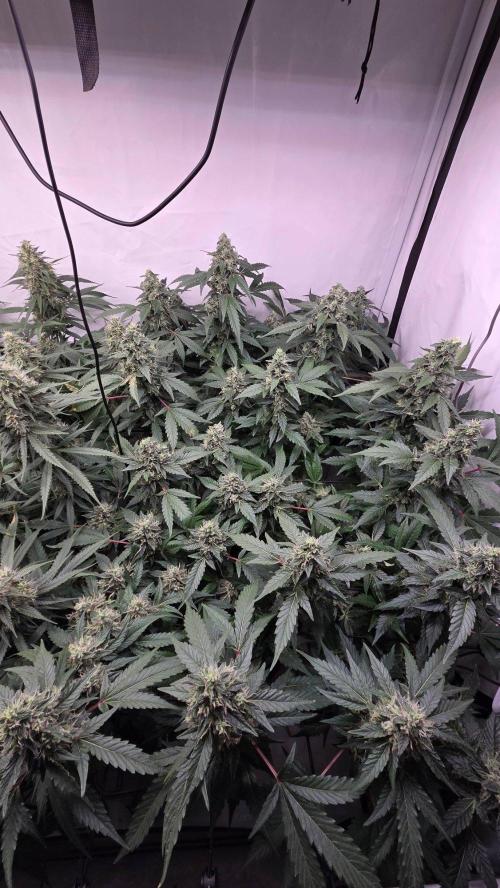 Kannabias Karibbean Mango. Week 13 - Tag 94 Blütetag 59