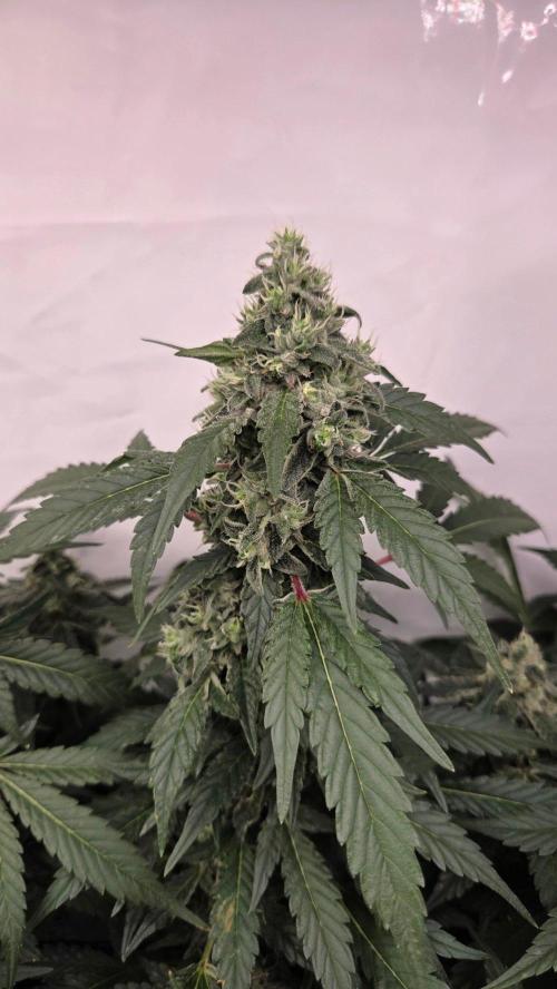 Kannabias Karibbean Mango. Week 13 - Tag 94
Blütetag 59