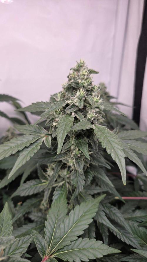 Kannabias Karibbean Mango. Week 13 - Tag 94
Blütetag 59