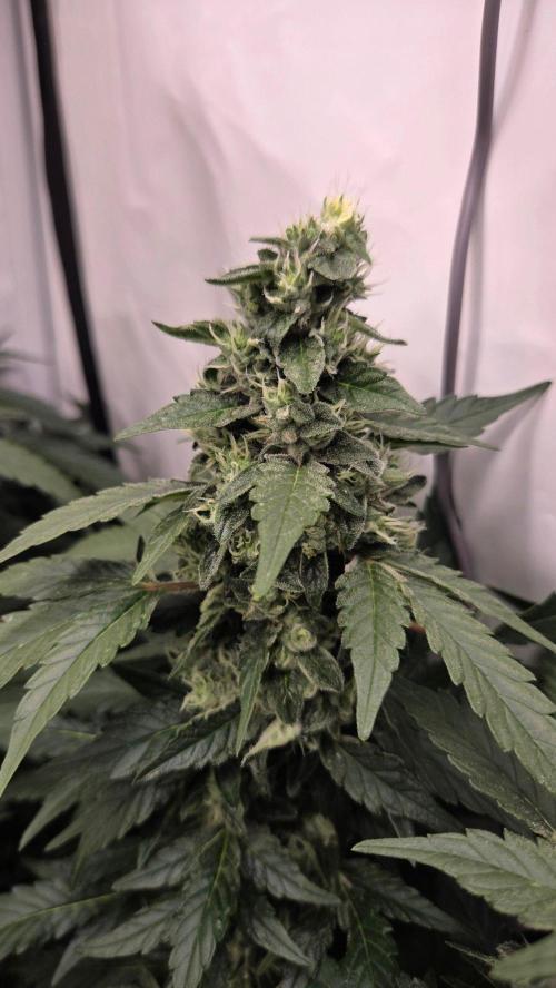 Kannabias Karibbean Mango. Week 13 - Tag 94
Blütetag 59