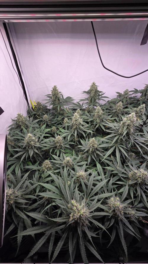 Kannabias Cherry Dream. Week 13 - Tag 94
Blütetag 59