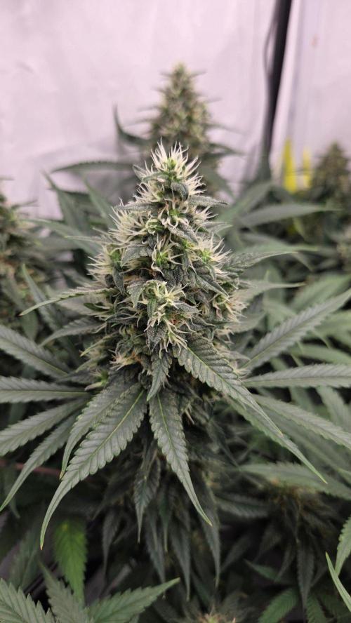 Kannabias Cherry Dream. Week 13 - Tag 94
Blütetag 59