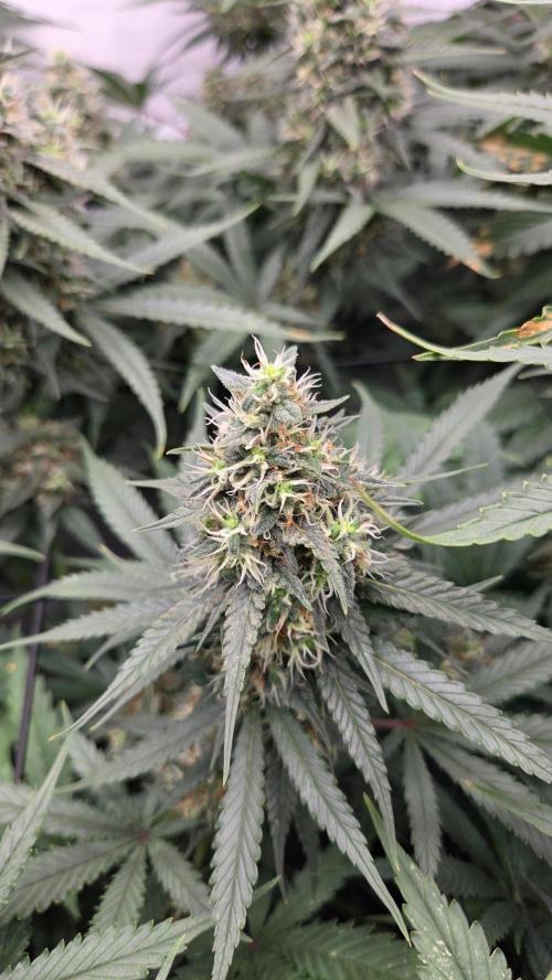 Kannabias Cherry Dream. Week 13 - Tag 94
Blütetag 59