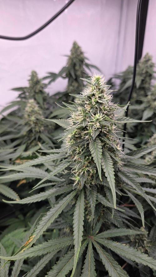 Kannabias Cherry Dream. Week 13 - Tag 94
Blütetag 59
