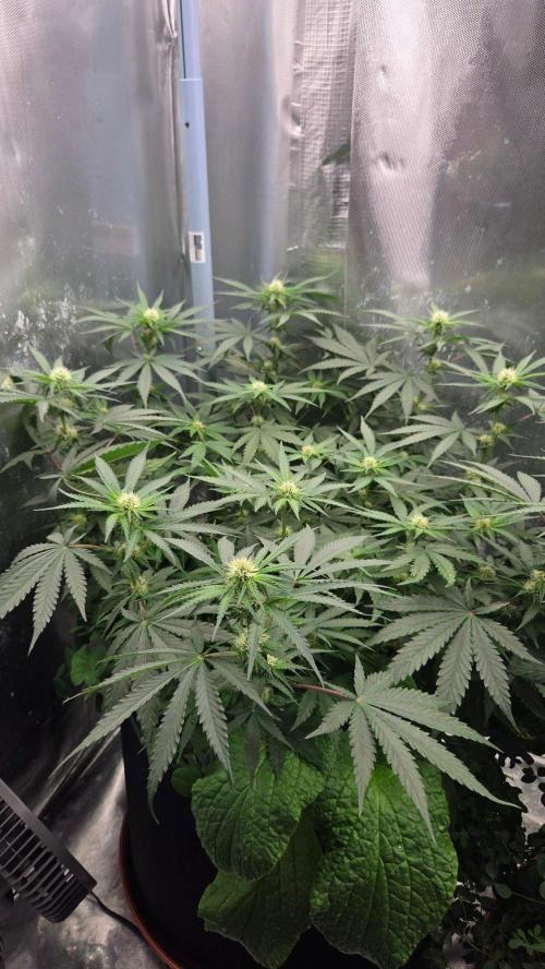 Afghan Noir . Week 7