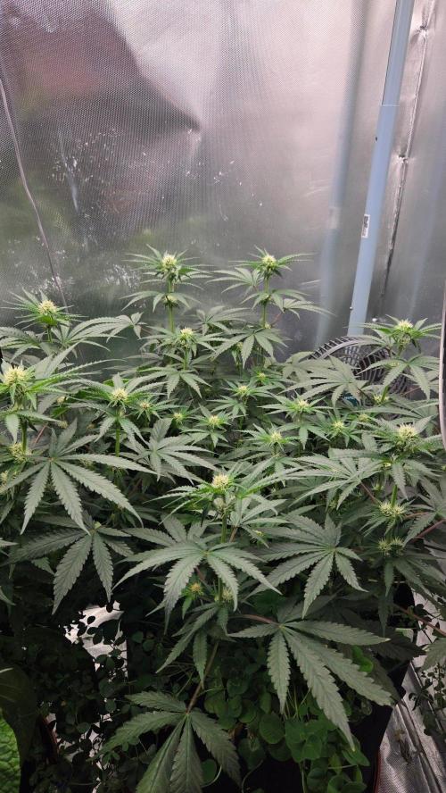 T.H.Seeds Bubble Banana Gum. Week 7 - Tag 56
Blütetag 21