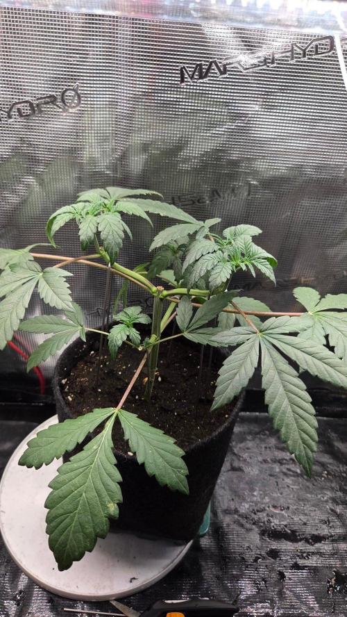 Tropicanna Poison F1 Fast Version. Week 3
