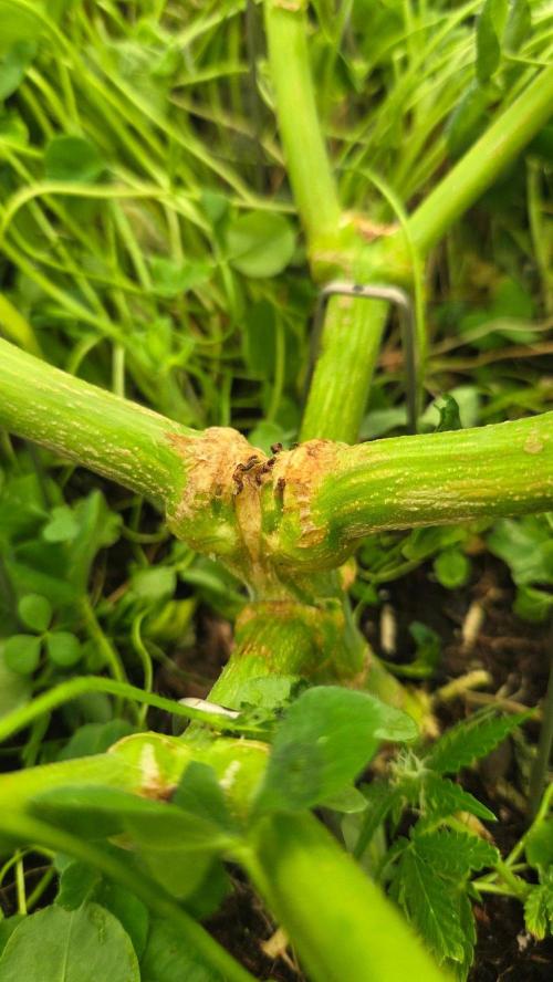 T.H.Seeds Bubble Banana Gum. Week 7 - Tag 56
Blütetag 21