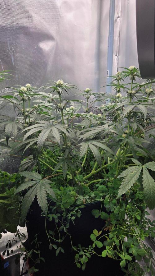 T.H.Seeds Bubble Banana Gum. Week 7 - Tag 56
Blütetag 21
