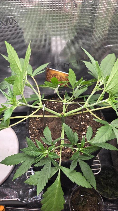 CCG / Sensi Malibu OG Gold. Week 3 - Tag 28