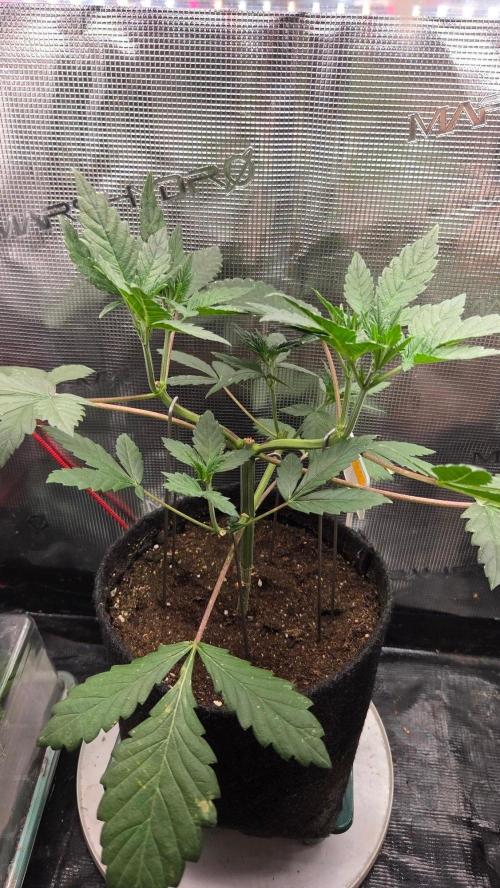 Tropicanna Poison F1 Fast Version. Week 3