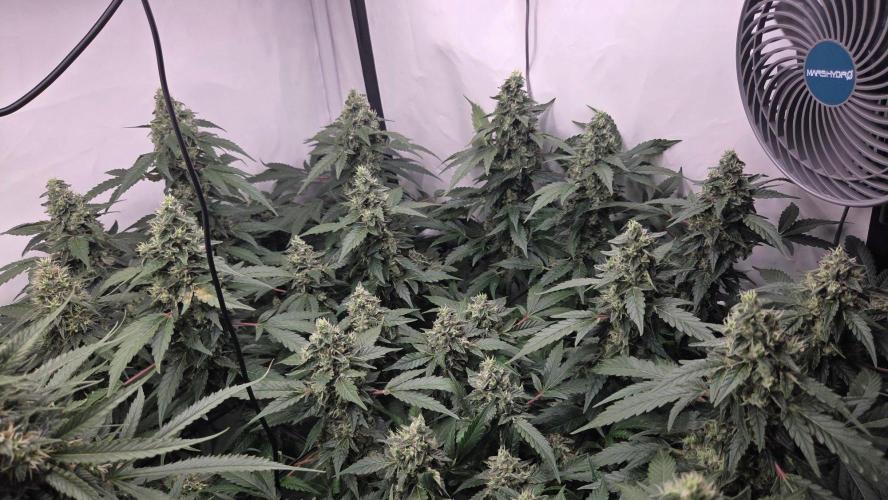 Kannabias Karibbean Mango. Week 13 - Tag 95
Blütetag 60