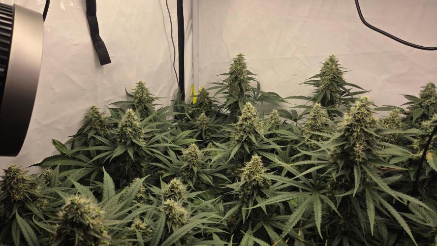 Kannabias Cherry Dream. Week 13 - Tag 95
Blütetag 60