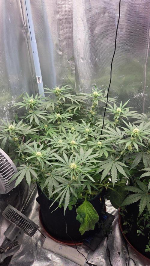 Afghan Noir . Week 8
