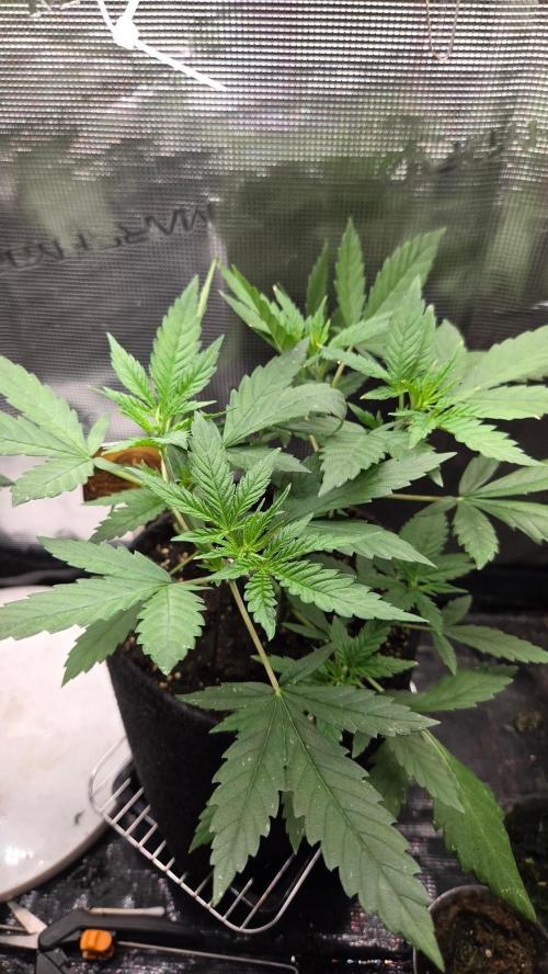 CCG / Sensi Malibu OG Gold. Week 4 - Tag 29