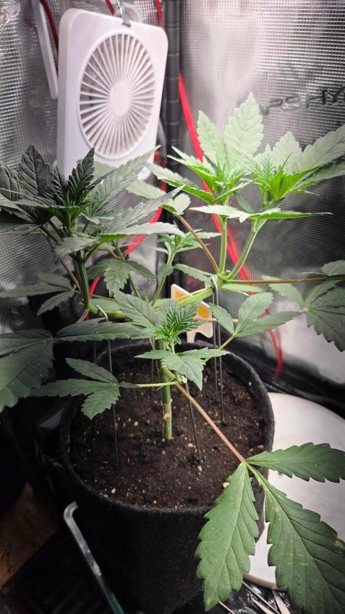 Tropicanna Poison F1 Fast Version. Week 4