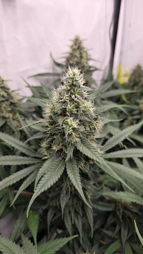 Kannabias Cherry Dream. Week 13 - Tag 96
Blütetag 61