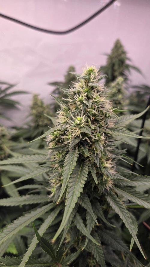 Kannabias Cherry Dream. Week 13 - Tag 96
Blütetag 61