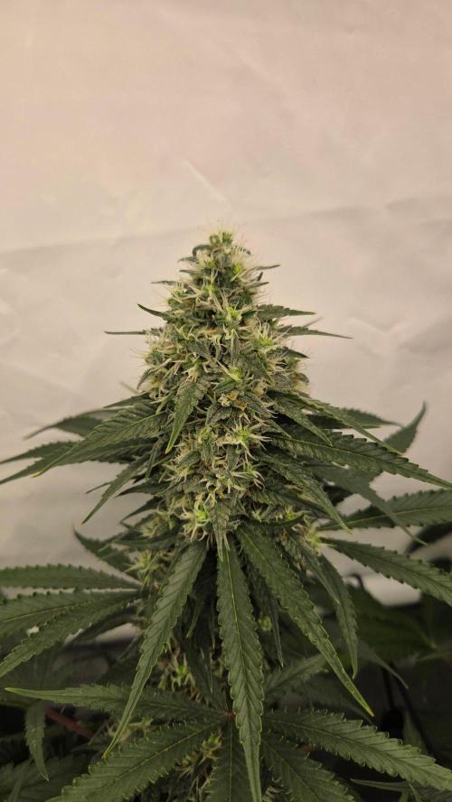 Kannabias Cherry Dream. Week 13 - Tag 96
Blütetag 61