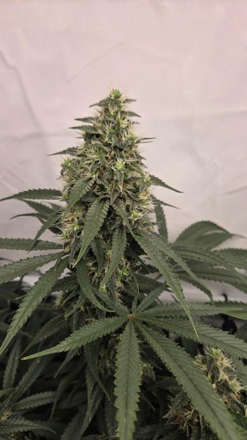 Kannabias Cherry Dream. Week 13 - Tag 96
Blütetag 61