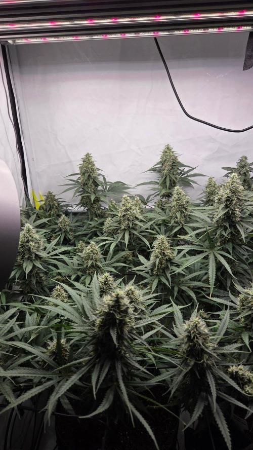 Kannabias Cherry Dream. Week 13 - Tag 96
Blütetag 61
