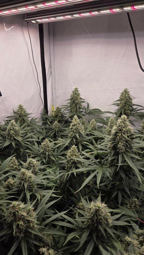 Kannabias Cherry Dream. Week 13 - Tag 97
Blütetag 62