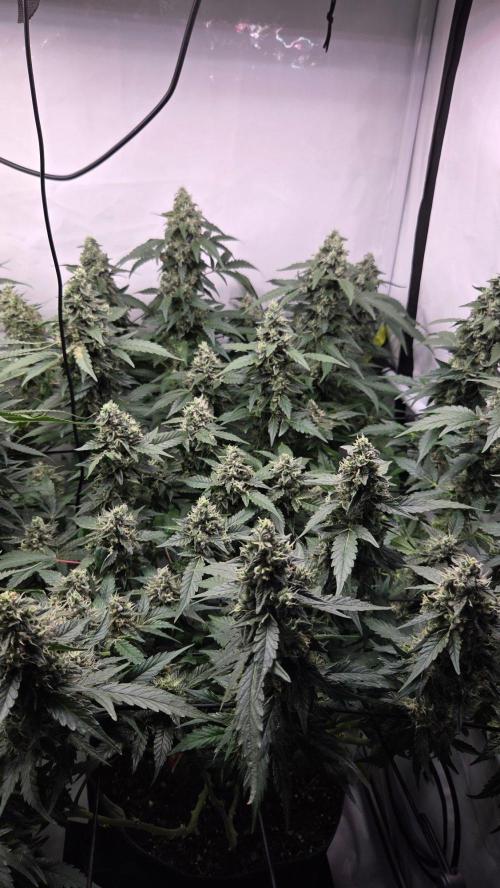 Kannabias Karibbean Mango. Week 13 - Tag 96
Blütetag 61