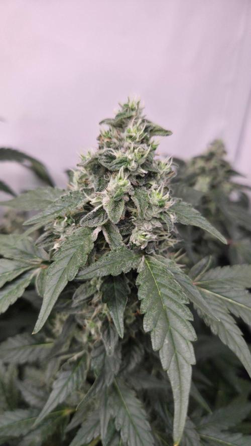 Kannabias Karibbean Mango. Week 13 - Tag 96
Blütetag 61