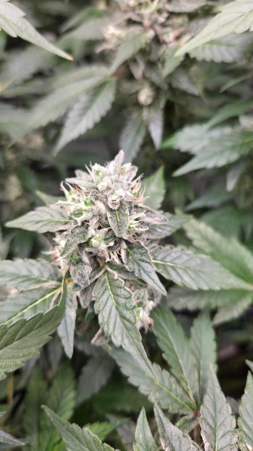 Kannabias Karibbean Mango. Week 13 - Tag 96 
Blütetag 61