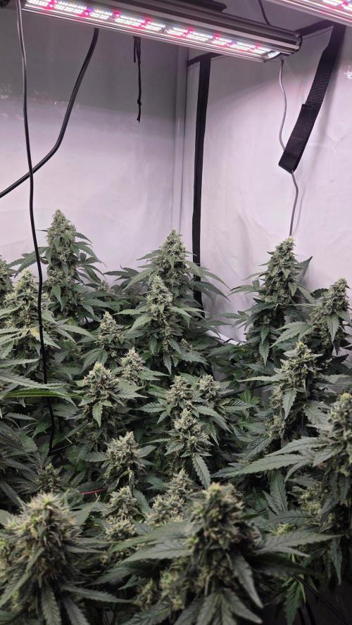 Kannabias Karibbean Mango. Week 13 - Tag 97
Blütetag 62