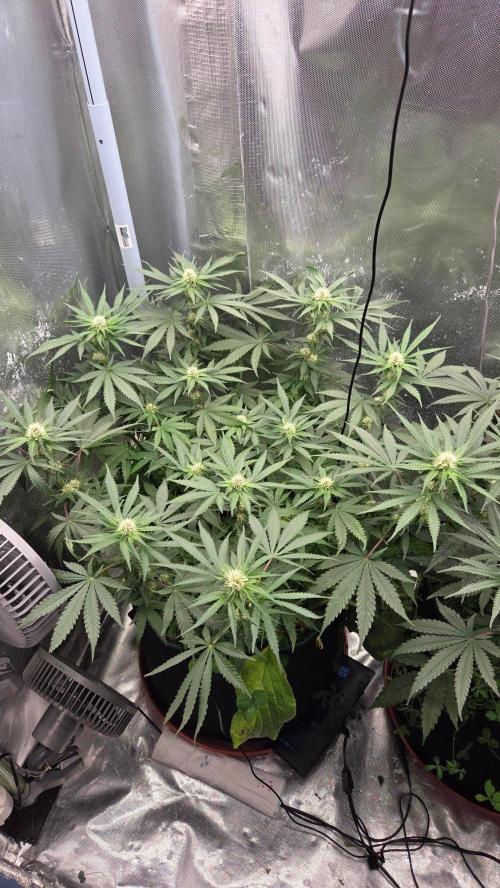 Afghan Noir . Week 8