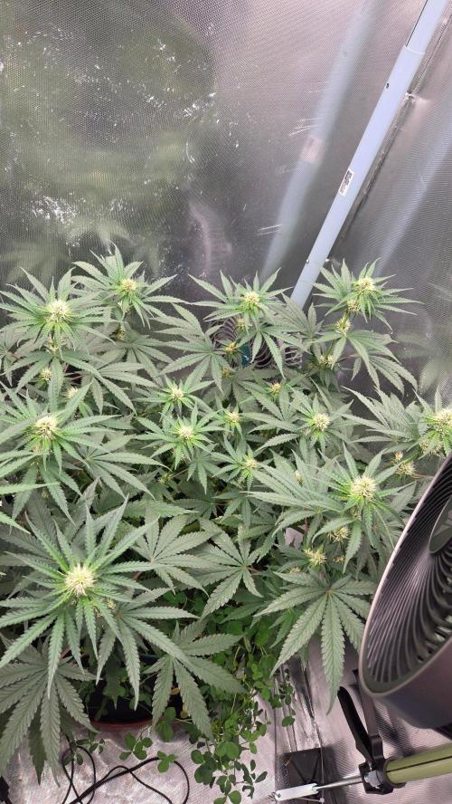 T.H.Seeds Bubble Banana Gum. Week 8 - Tag 58
Blütetag 23