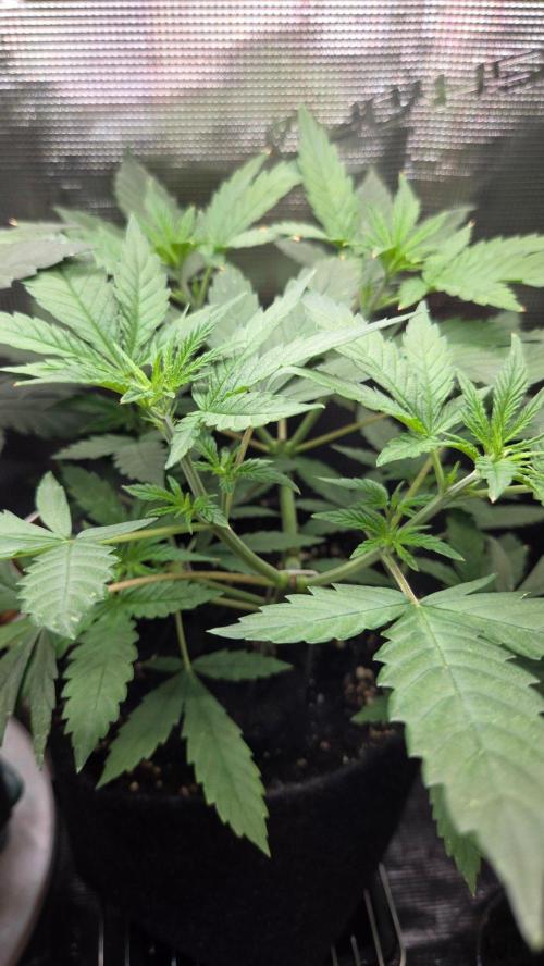 CCG / Sensi Malibu OG Gold. Week 4 - Tag 30