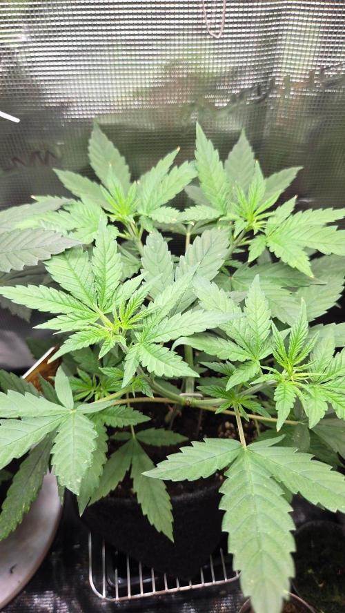 CCG / Sensi Malibu OG Gold. Week 4 - Tag 30
