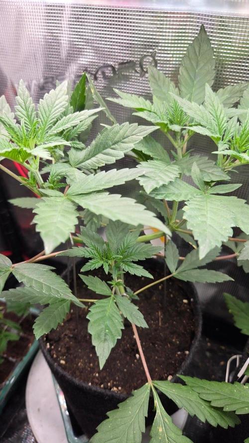Tropicanna Poison F1 Fast Version. Week 4