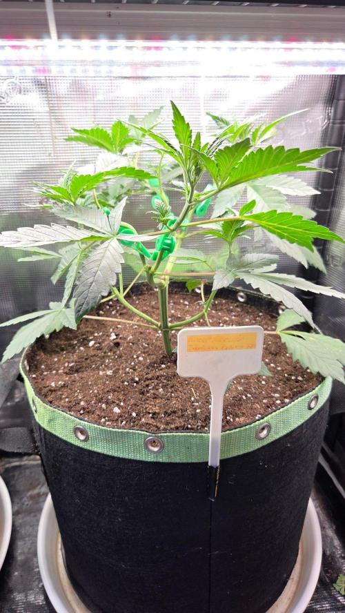 Tropicanna Poison F1 Fast Version. Week 4
