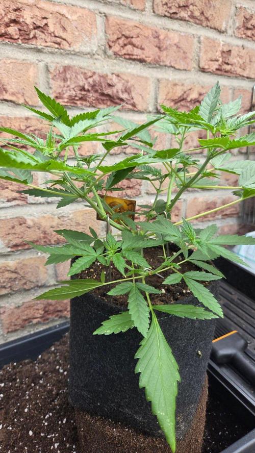 CCG / Sensi Malibu OG Gold. Week 4 - Tag 31