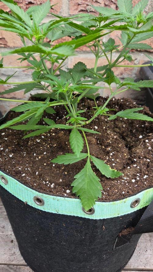 CCG / Sensi Malibu OG Gold. Week 4 - Tag 31