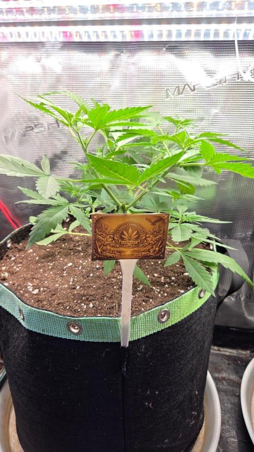 CCG / Sensi Malibu OG Gold. Week 4 - Tag 31