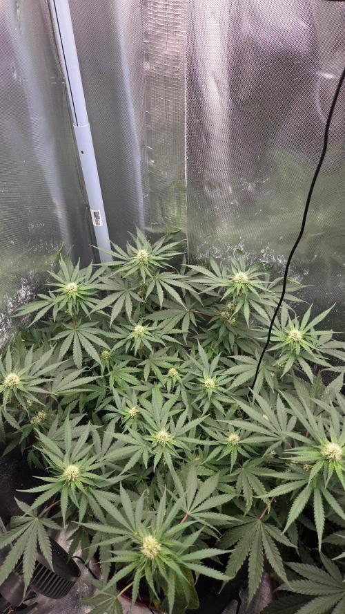Afghan Noir . Week 8
