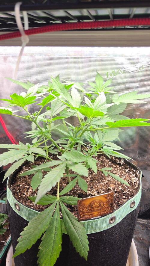 Malibu OG Gold. Week 4
