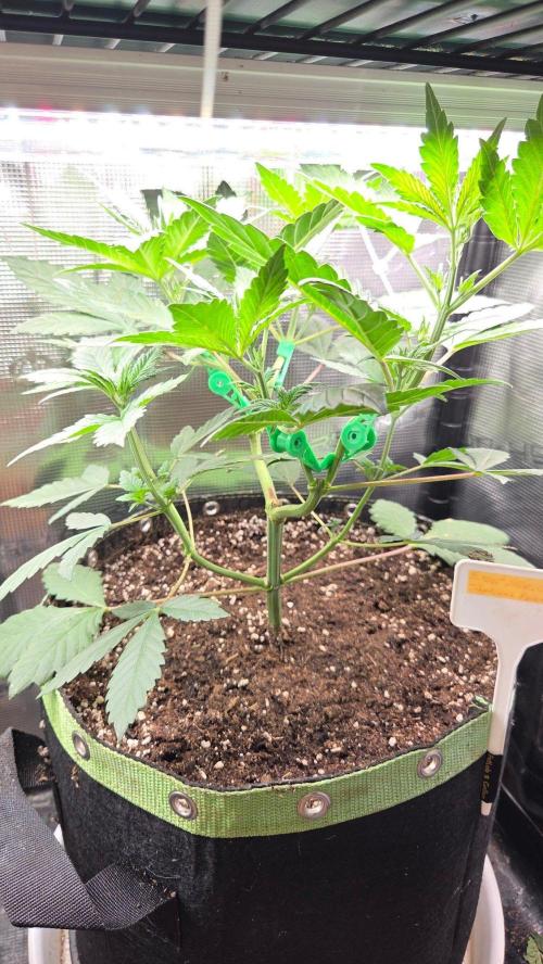 Tropicanna Poison F1 Fast Version. Week 4