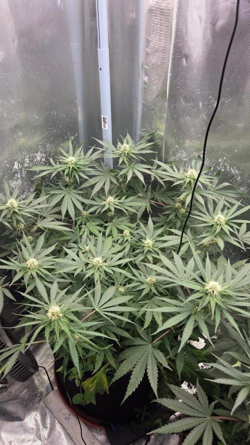 Afghan Noir . Week 8