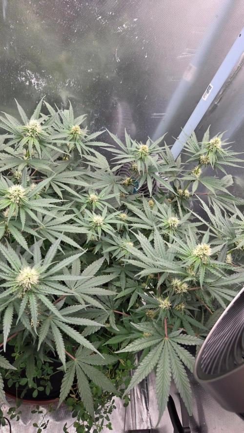 T.H.Seeds Bubble Banana Gum. Week 8 - Tag 60
Blütetag 25