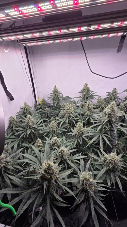 Kannabias Cherry Dream. Week 13 - Blütetag 98
Blütetag 63