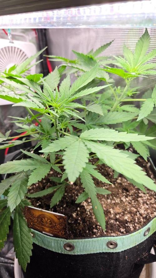 Malibu OG Gold. Week 4